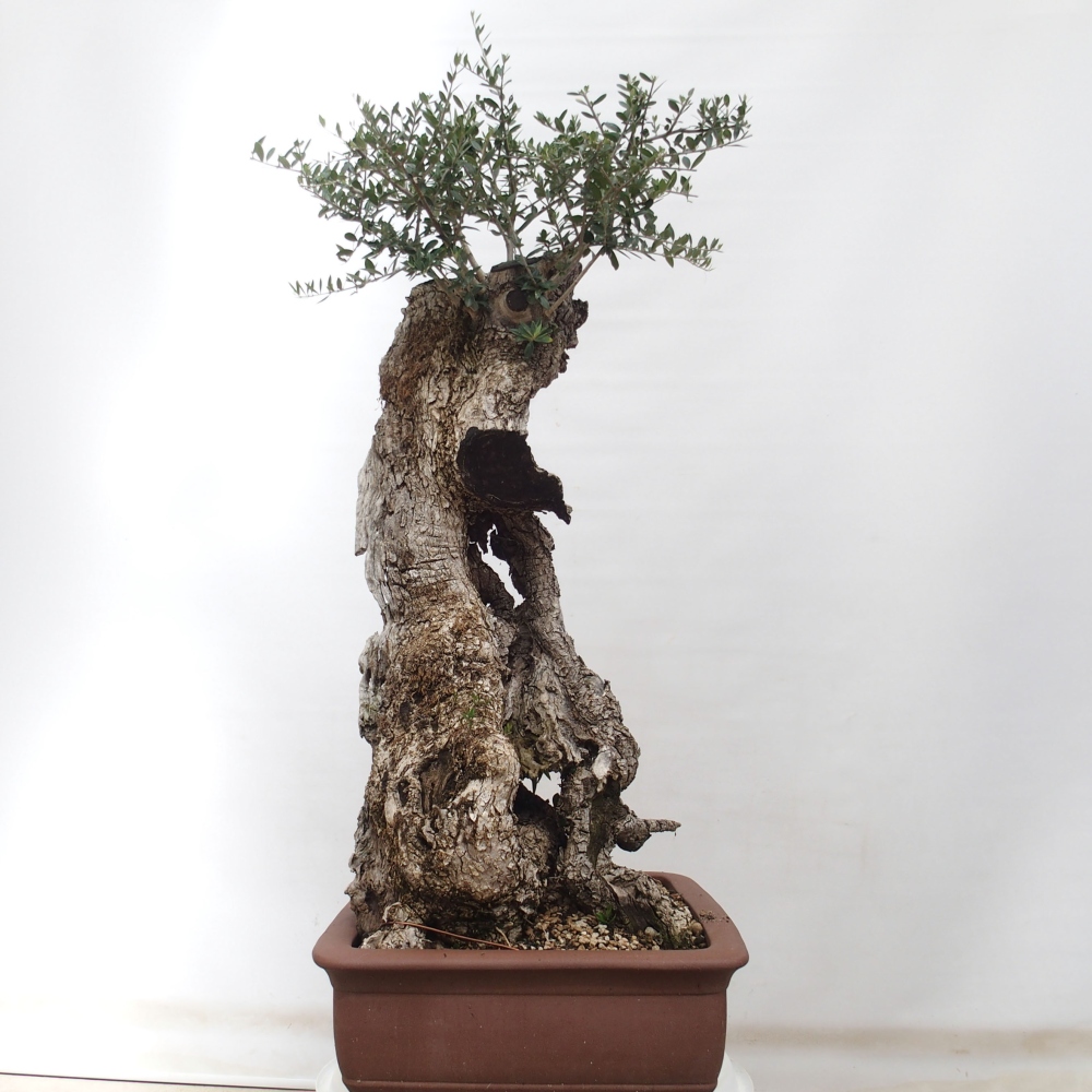Pokojová bonsai - Olea europaea sylvestris -Oliva evropská drobnolistá