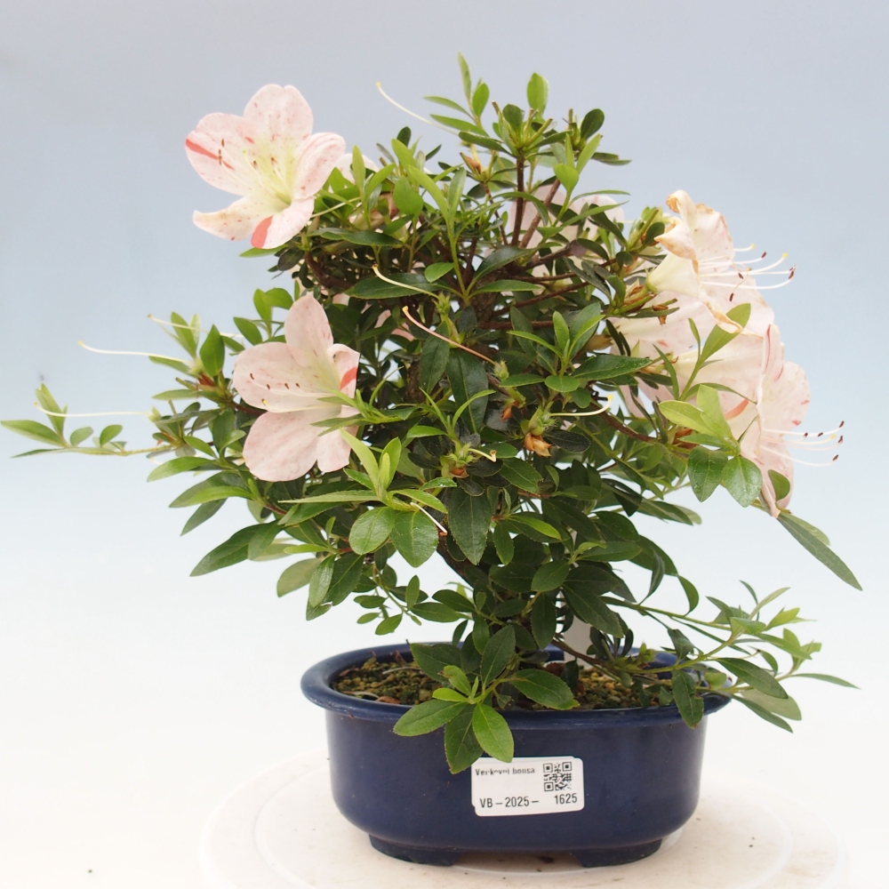 Venkovní bonsai - Japonská azalka - Azalea Asazakura