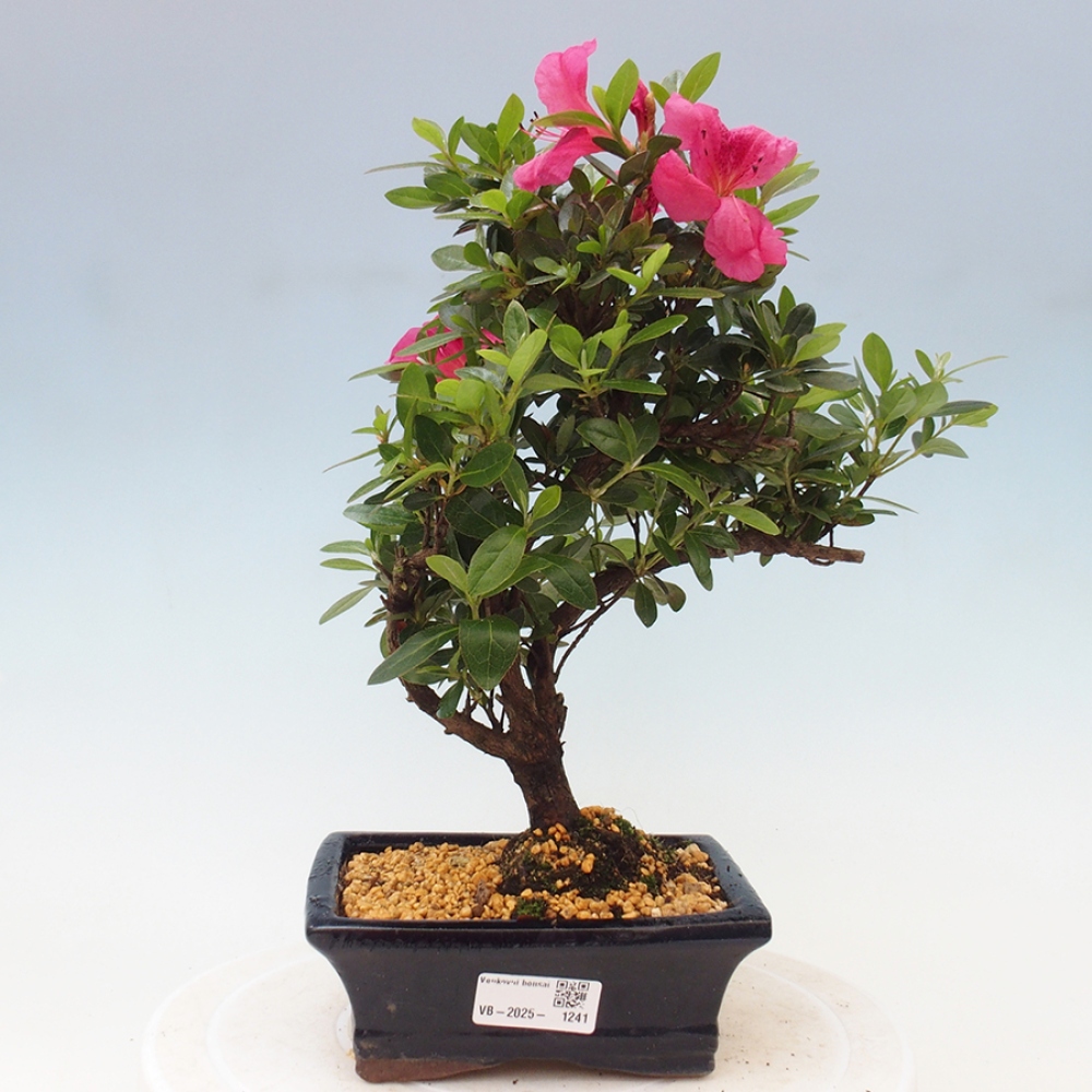 Venkovní bonsai - Japonská azalka - Azalea sp.