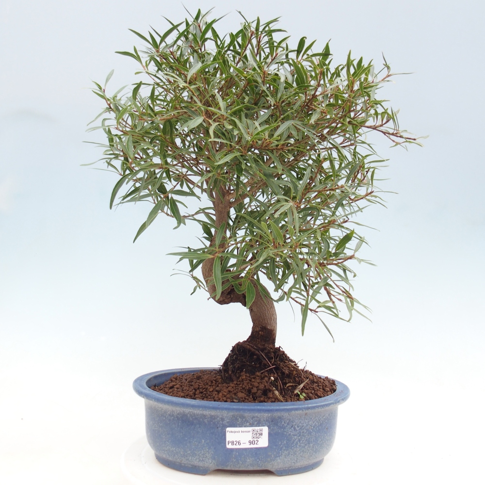 Pokojová bonsai - Ficus nerifolia -  malolistý fíkus