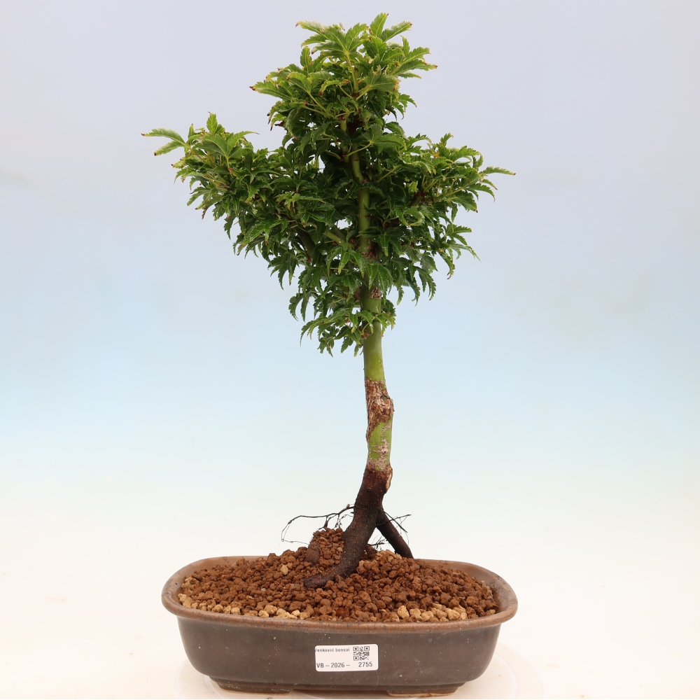 Venkovní bonsai -Javor dlanitolistý Acer palmatum Shishigashira