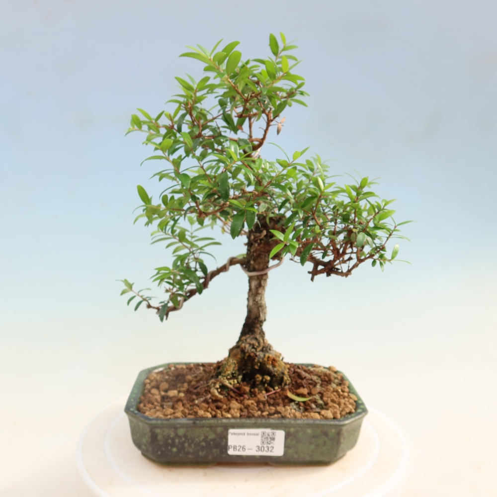 Pokojová bonsai - Myrtus communis - Myrta obecná