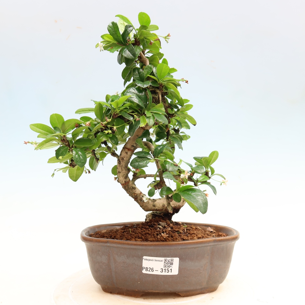 Pokojová bonsai - Carmona macrophylla - Čaj fuki