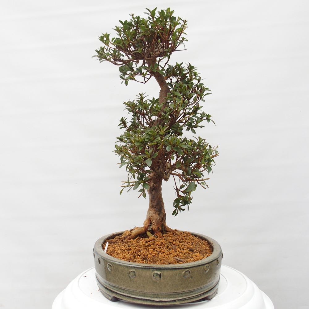 Venkovní bonsai - Japonská azalka - Azalea Hanatsuzuri