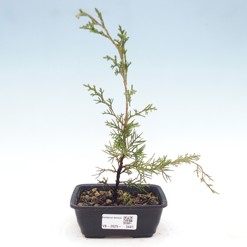 Venkovní bonsai - Juniperus chinensis Itoigawa -Jalovec čínský