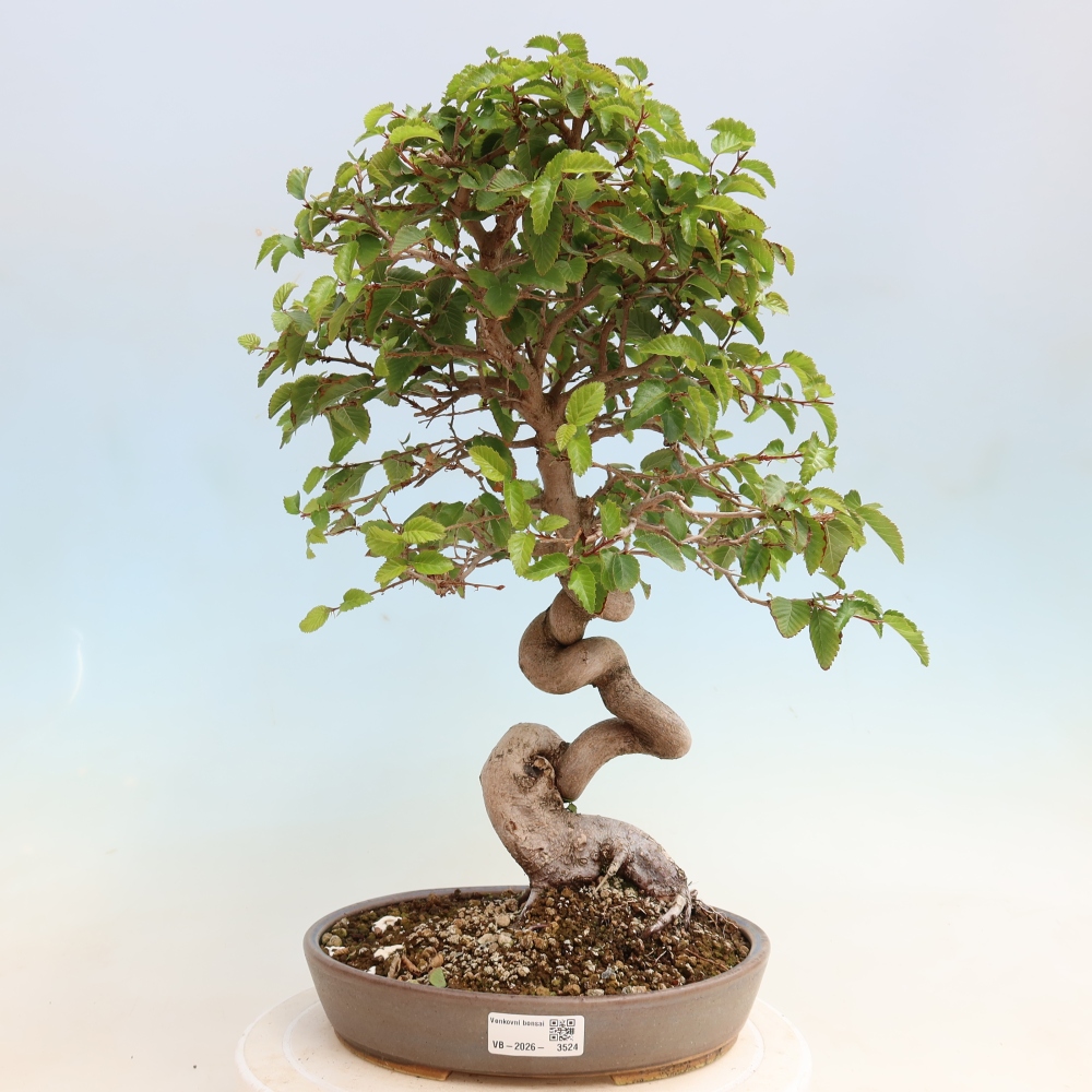 Venkovní bonsai -Carpinus CARPINOIDES - Habr korejský