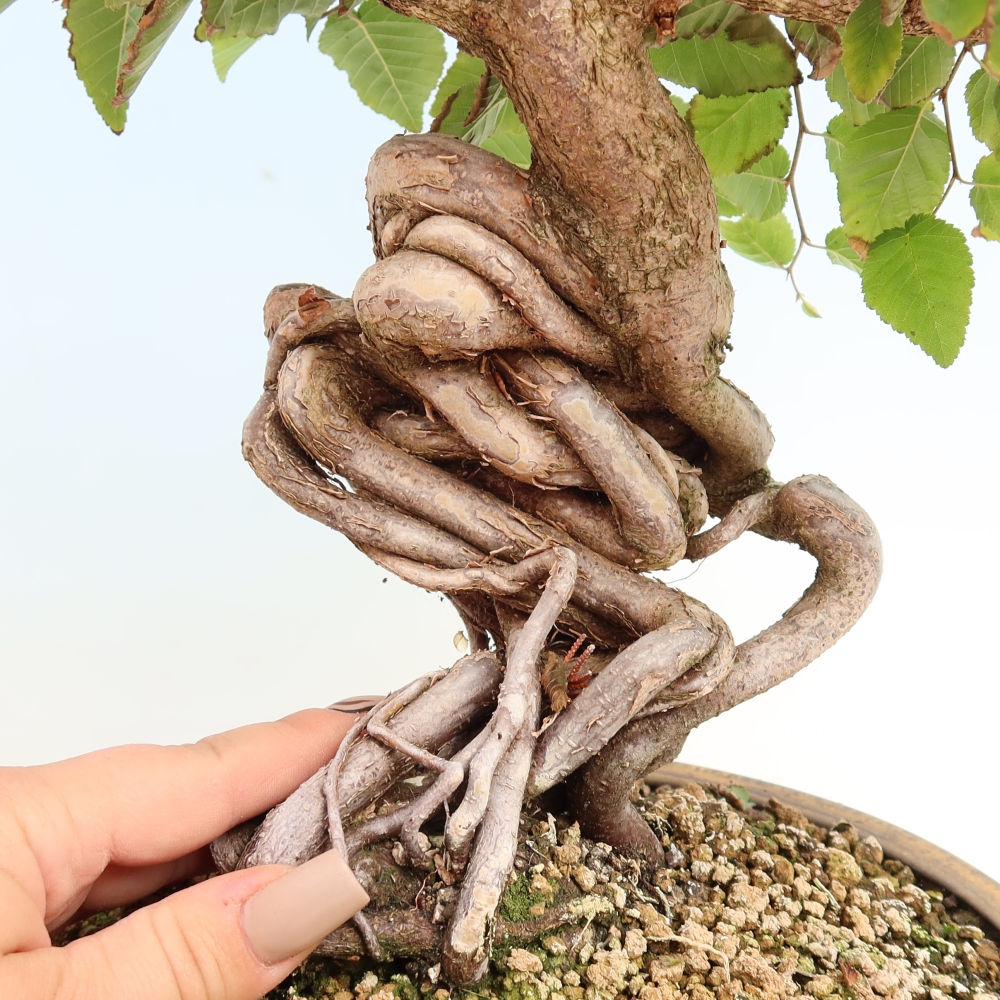 Venkovní bonsai -Carpinus CARPINOIDES - Habr korejský