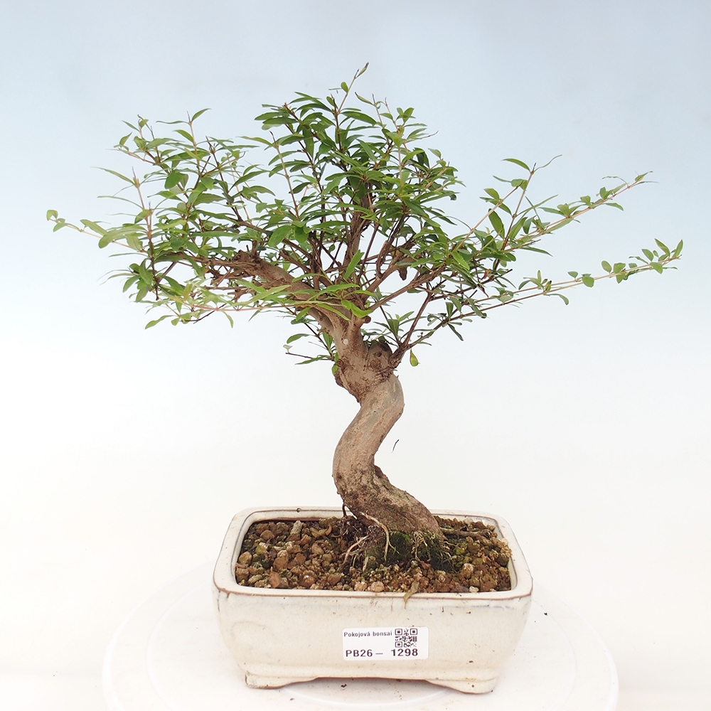 Pokojová bonsai-PUNICA granatum nana-Granátové jablko
