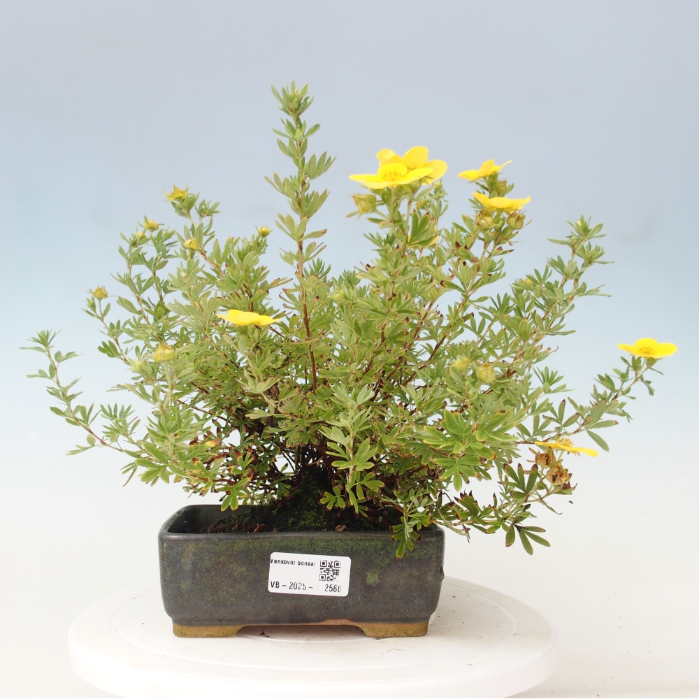 Venkovní bonsai-Mochna křovitá - potentila fruticosa yellow Bird