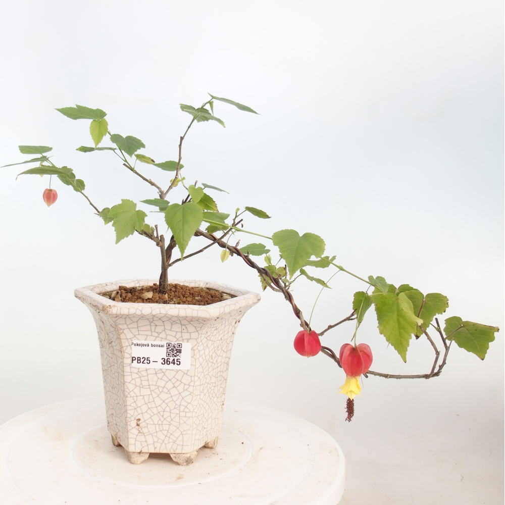 Pokojová bonsai - Abutilon Big Bell - Mračňák poříční