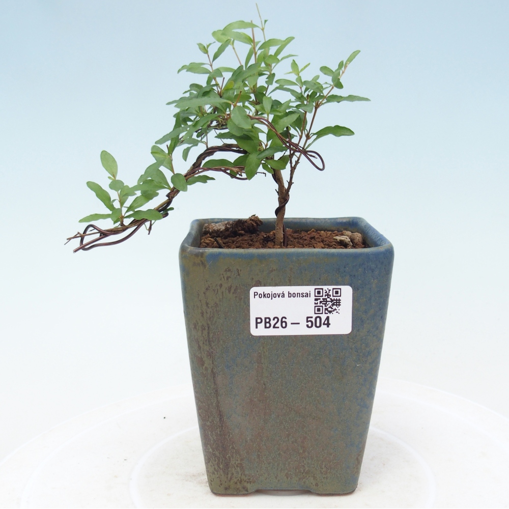 Pokojová bonsai-PUNICA granatum nana-Granátové jablko