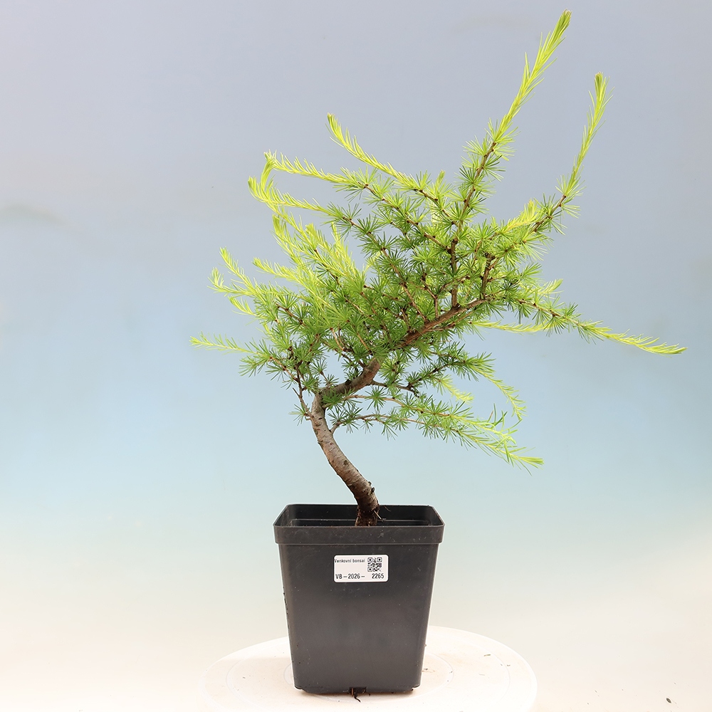 Venkovní bonsai -Larix decidua - Modřín opadavý 