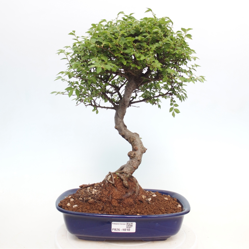 Pokojová bonsai - Ulmus parvifolia - Malolistý jilm