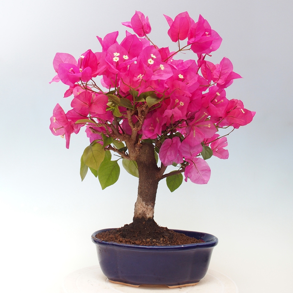 Pokojová bonsai - Bouganwilea