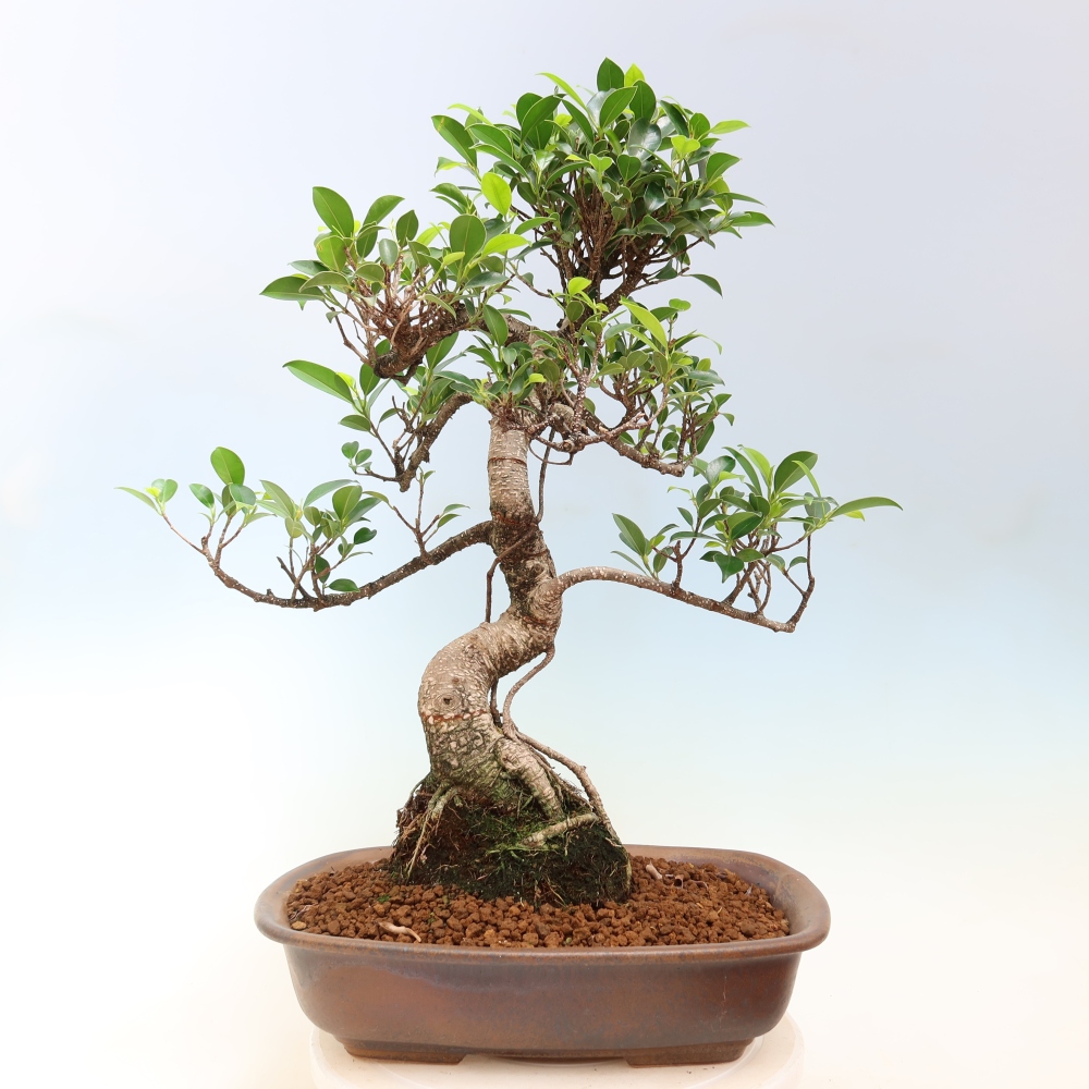Pokojová bonsai - Ficus kimmen -  malolistý fíkus