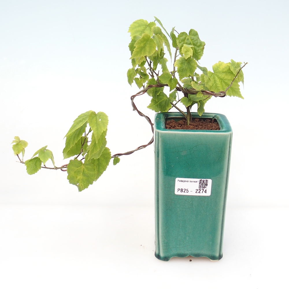 Pokojová bonsai - Abutilon Big Bell - Mračňák poříční