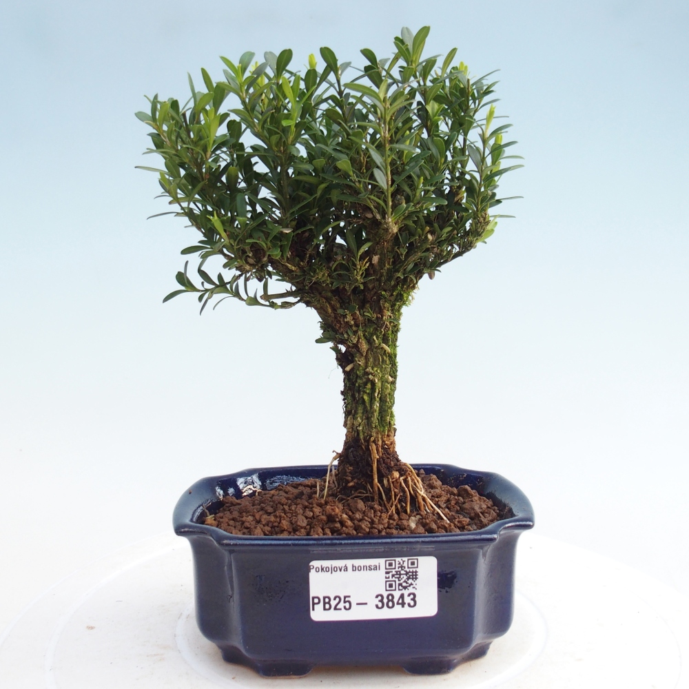 Pokojová bonsai - Buxus harlandii -korkový buxus