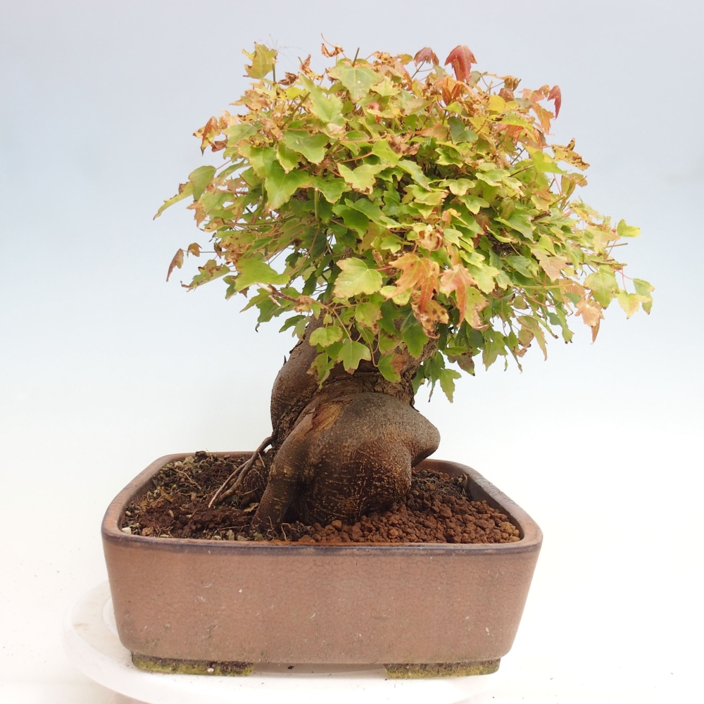 Venkovní bonsai - Acer Buergerianum - Javor Burgerův