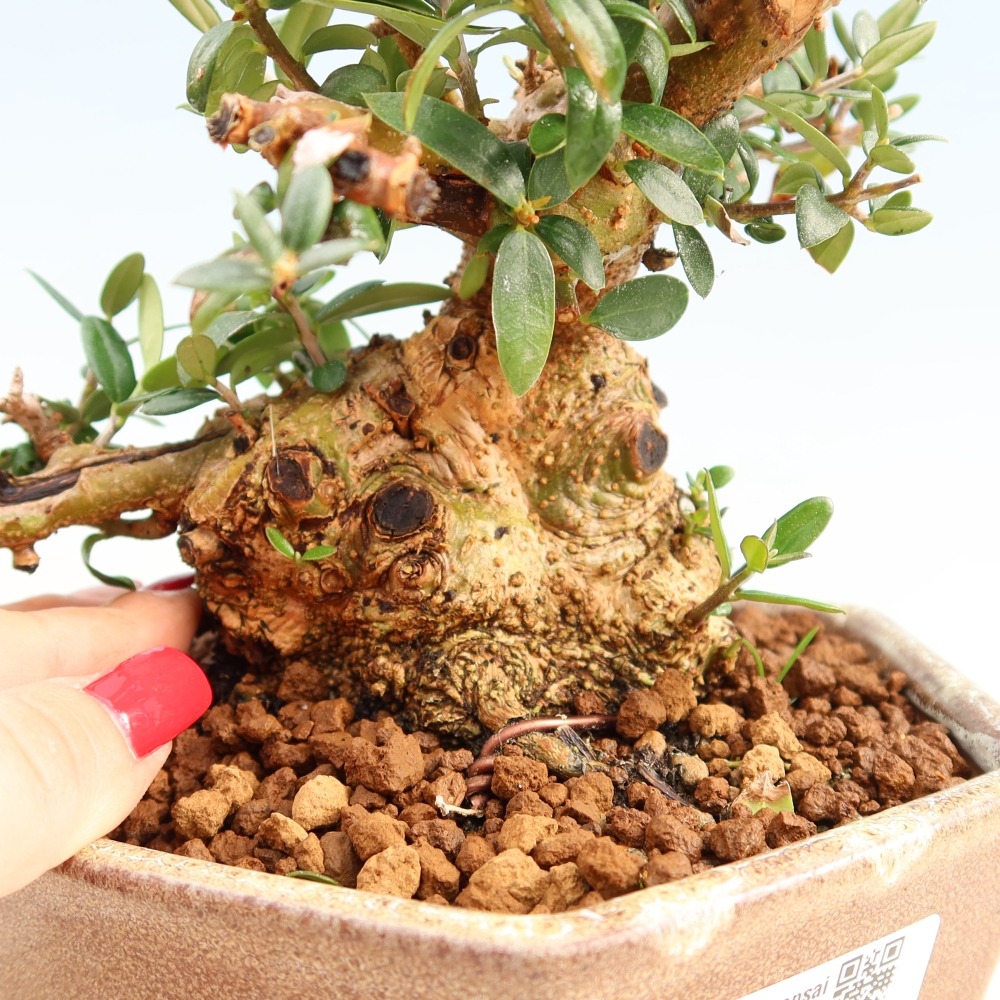 Pokojová bonsai - Olea europaea sylvestris -Oliva evropská drobnolistá
