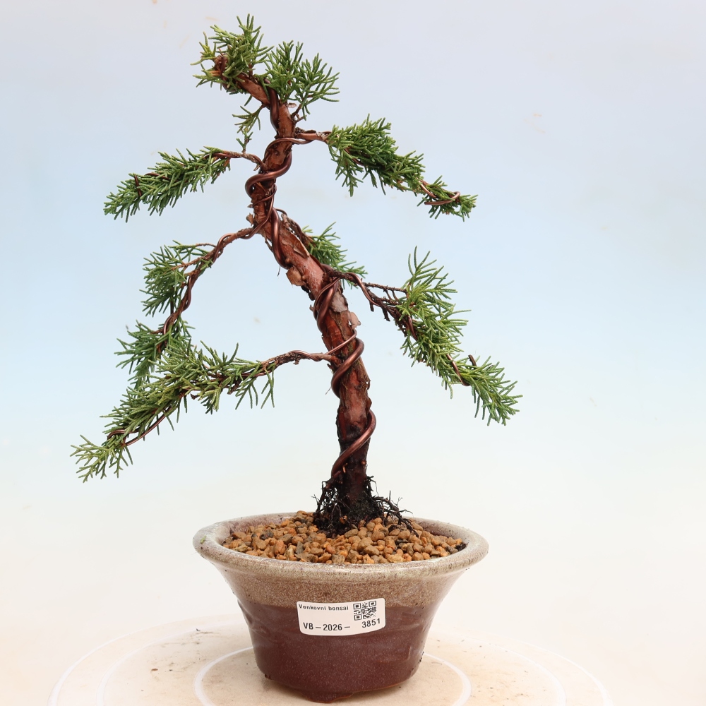 Venkovní bonsai - Juniperus chinensis Kishu -Jalovec čínský