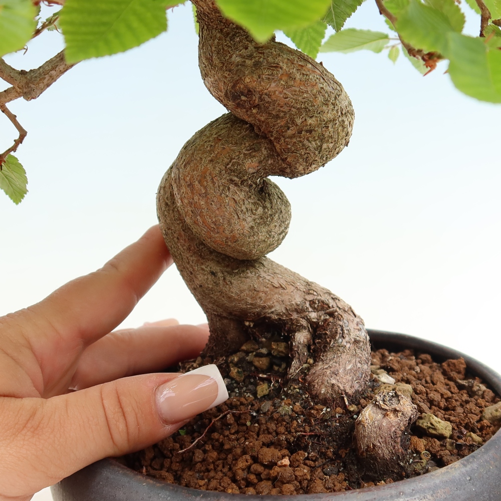 Venkovní bonsai -Carpinus coreana - Habr korejský