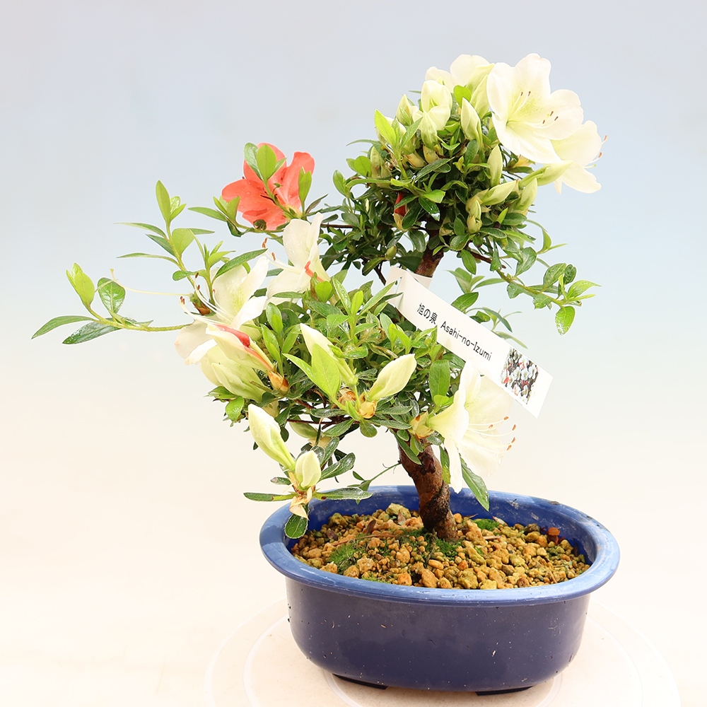 Venkovní bonsai - Japonská azalka - Azalea Asahi-no-izumi
