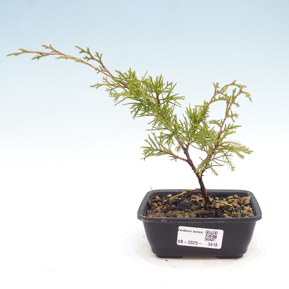 Venkovní bonsai - Juniperus chinensis Itoigawa -Jalovec čínský