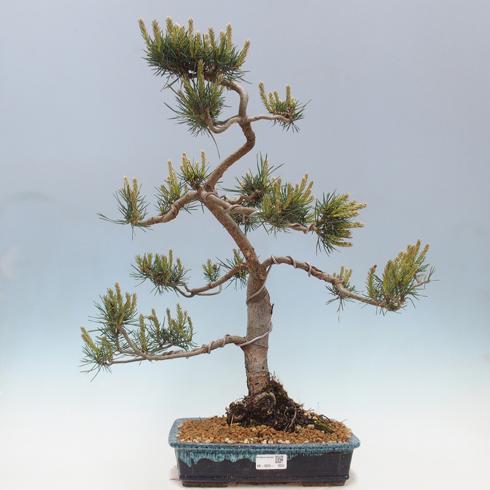 Venkovní bonsai - Pinus Sylvestris Watererri - Borovice lesní