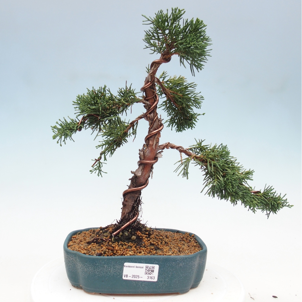 Venkovní bonsai - Juniperus chinensis Kishu -Jalovec čínský