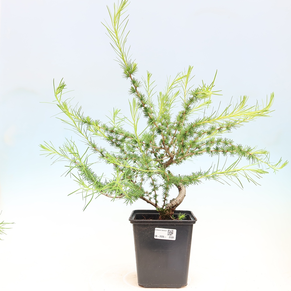 Venkovní bonsai -Larix decidua - Modřín opadavý 