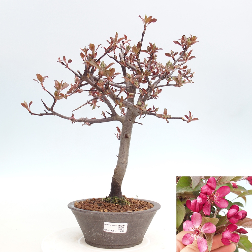 Venkovní bonsai -Malus domestica - Maloplodá jabloň červenolistá