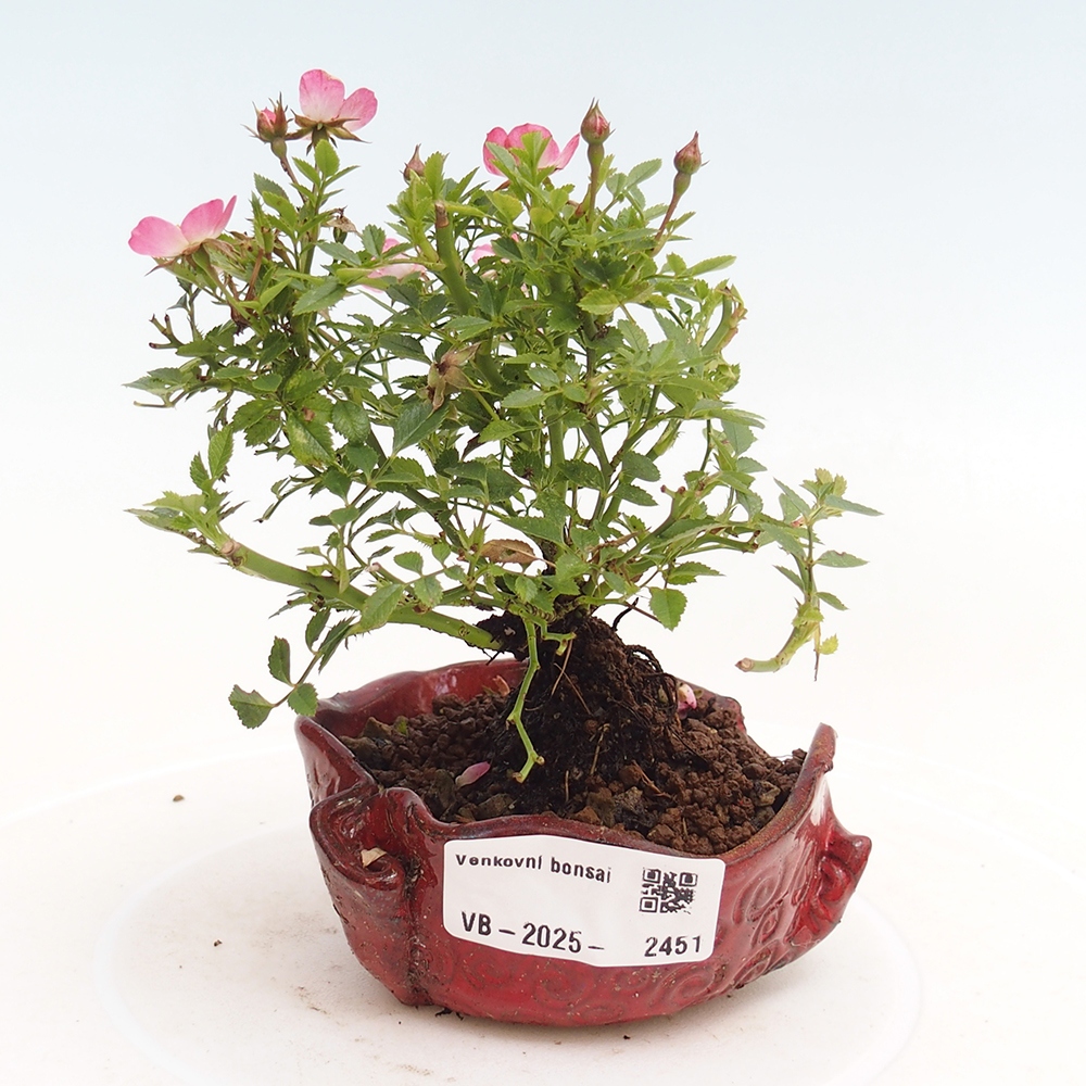 Venkovní bonsai - Rosa Cutie Pie - Růže 