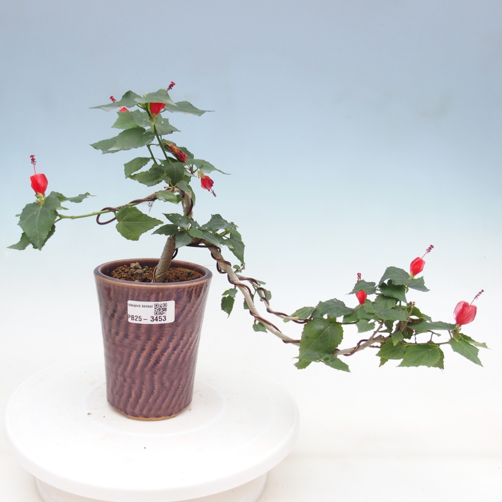 Pokojová bonsai - Malvaviscus arboreus - ibiškovec dřevnatý