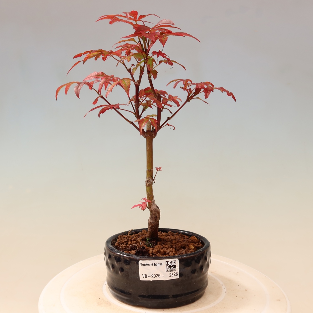 Venkovní bonsai - Acer palm. Atropurpureum-Javor dlanitolistý