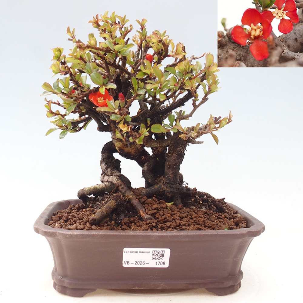 Venkovní  bonsai -  Chaneomeles speciosa - Kdoulovec ozdobný