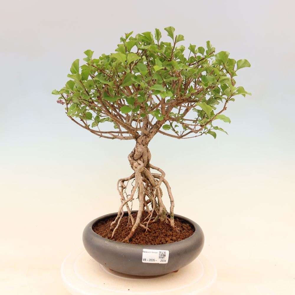 Venkovní  bonsai -  Syringa microphylla - malokvětý šeřík
