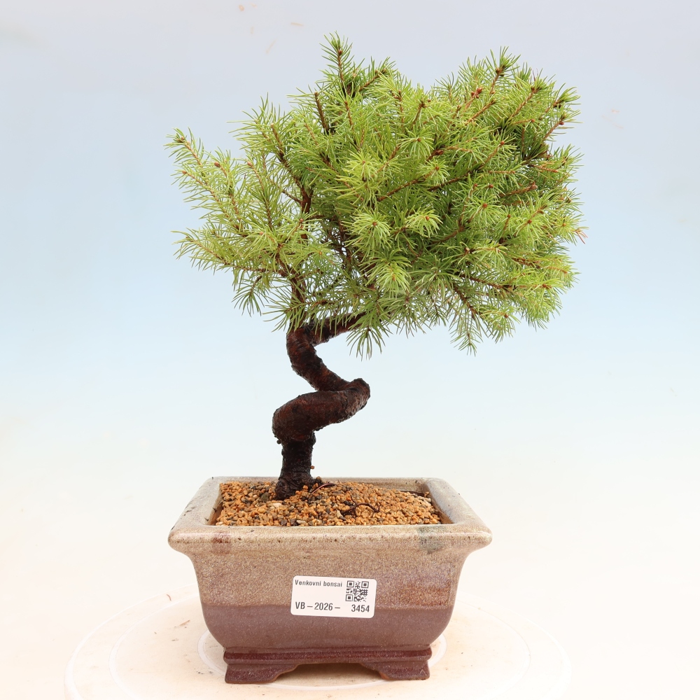 Venkovní bonsai- Smrk sivý - Picea glauca globe
