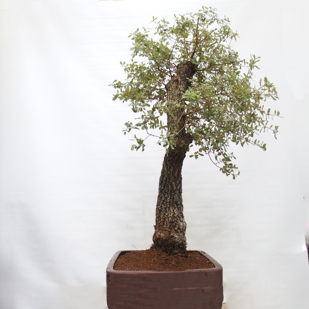 Yamadori - Quercus Ilex -Dub cesmínovitý