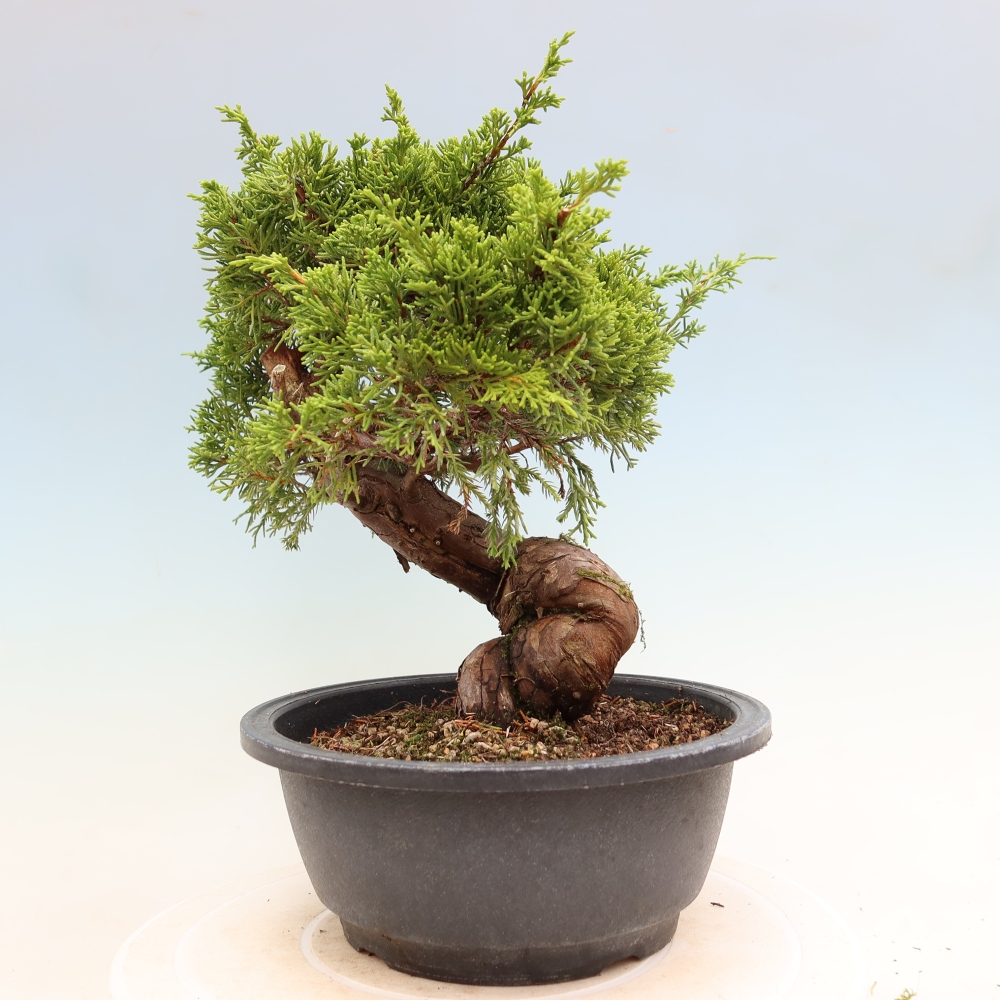 Venkovní bonsai - Juniperus chinensis Itoigawa-Jalovec čínský