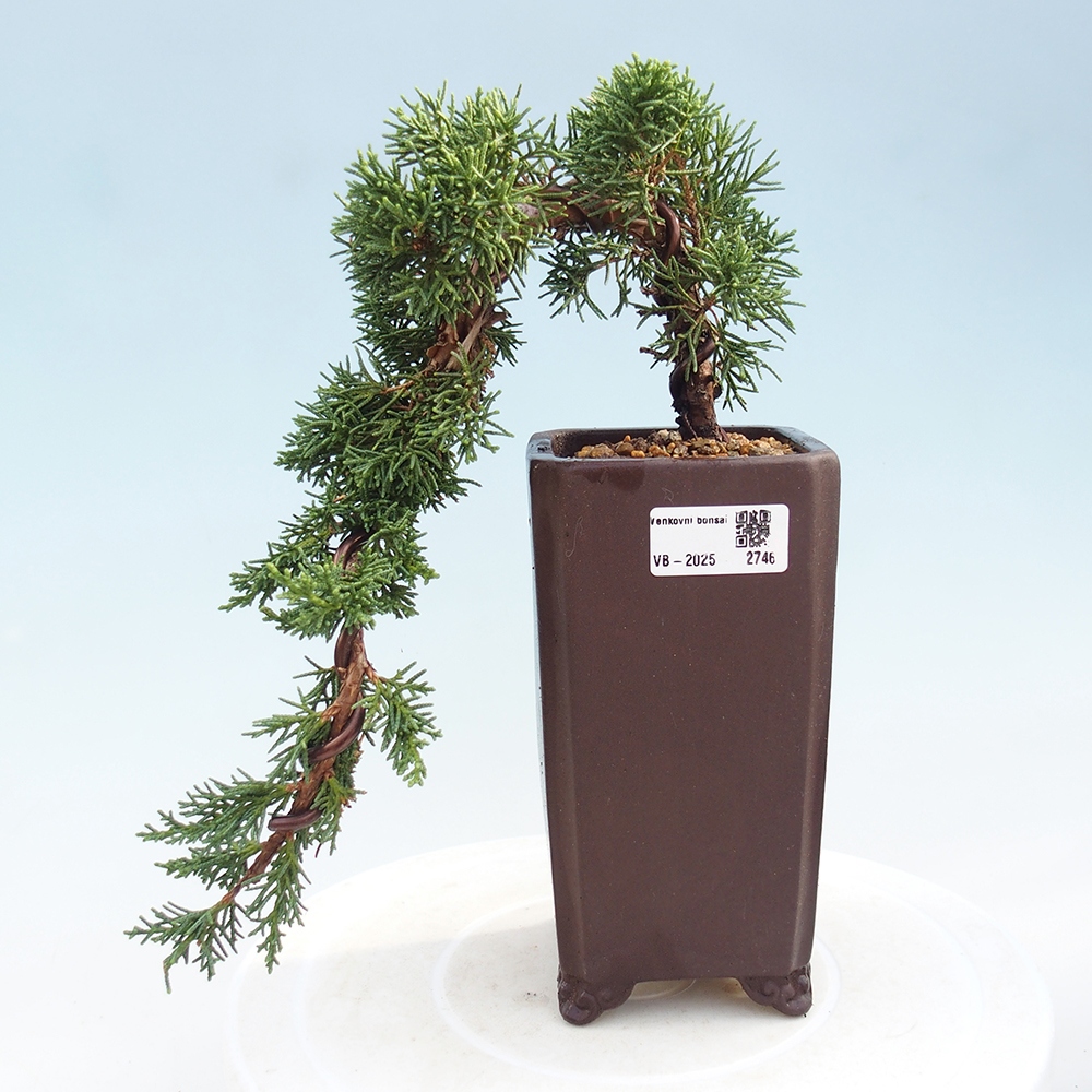 Venkovní bonsai - Juniperus chinensis Kishu -Jalovec čínský