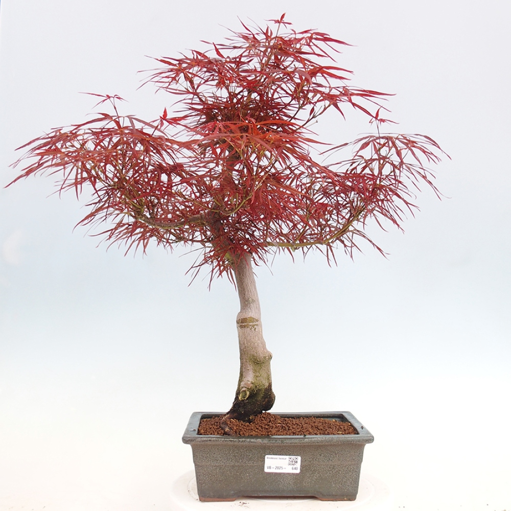 Venkovní bonsai - Javor dlanitolistý - Acer palmatum RED PYGMY