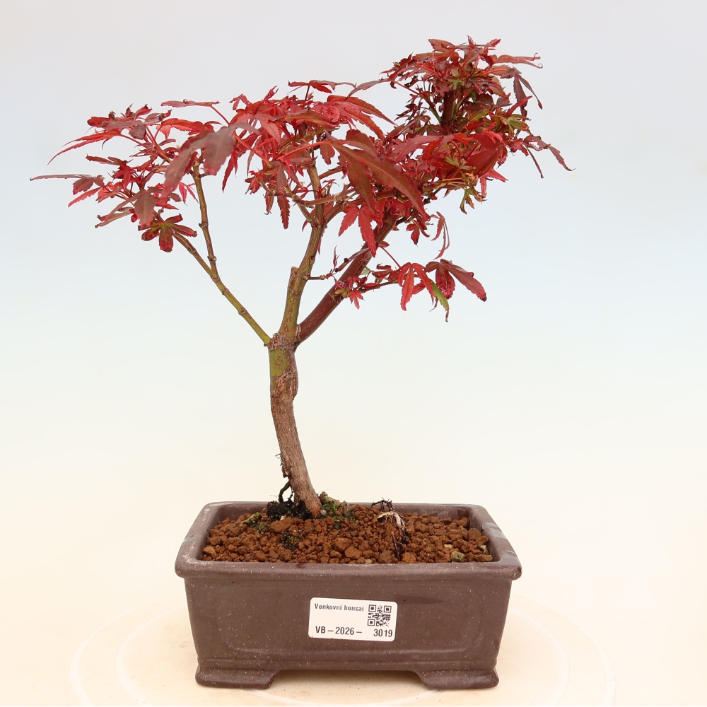 Venkovní bonsai -Javor dlanitolistý  - Acer palmatum Berry Broom 