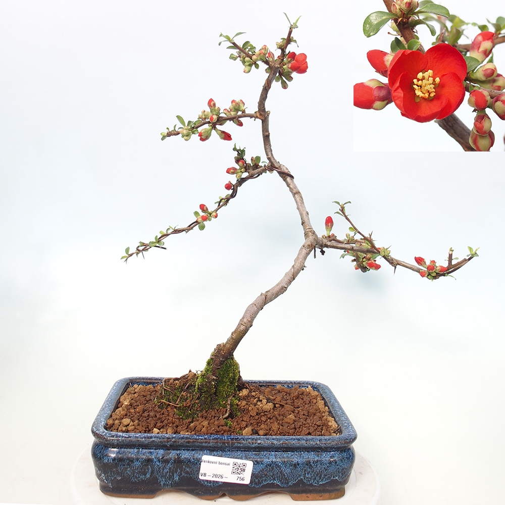Venkovní bonsai - Chaneomeles sup. Nicoline - kdoulovec