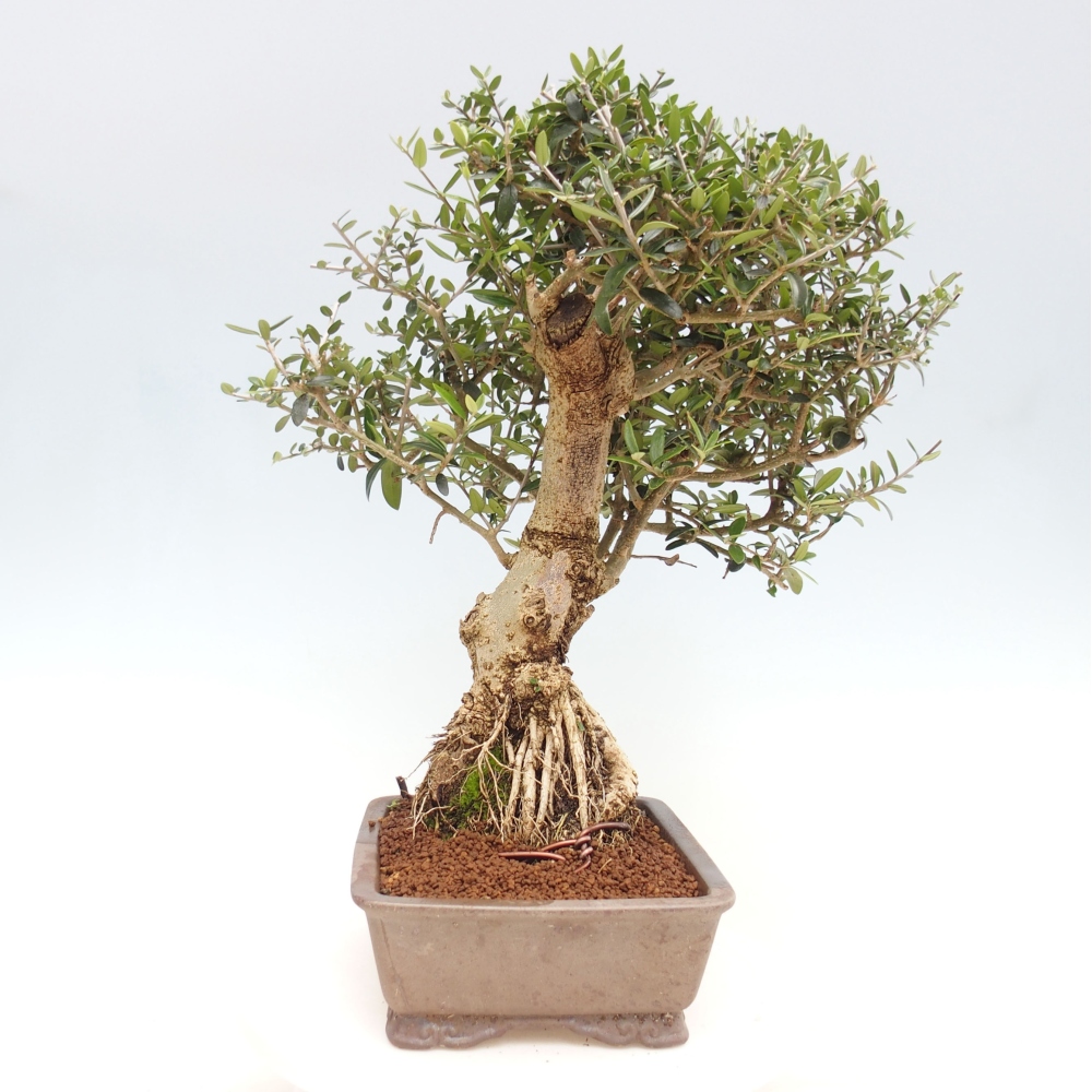 Pokojová bonsai - Olea europaea sylvestris -Oliva evropská drobnolistá
