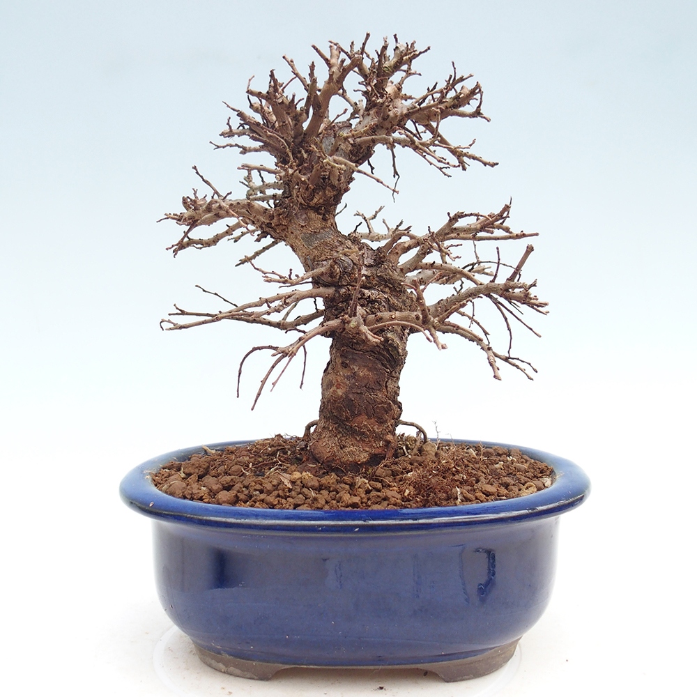 Venkovní bonsai - Zelkova - Zelkova NIRE