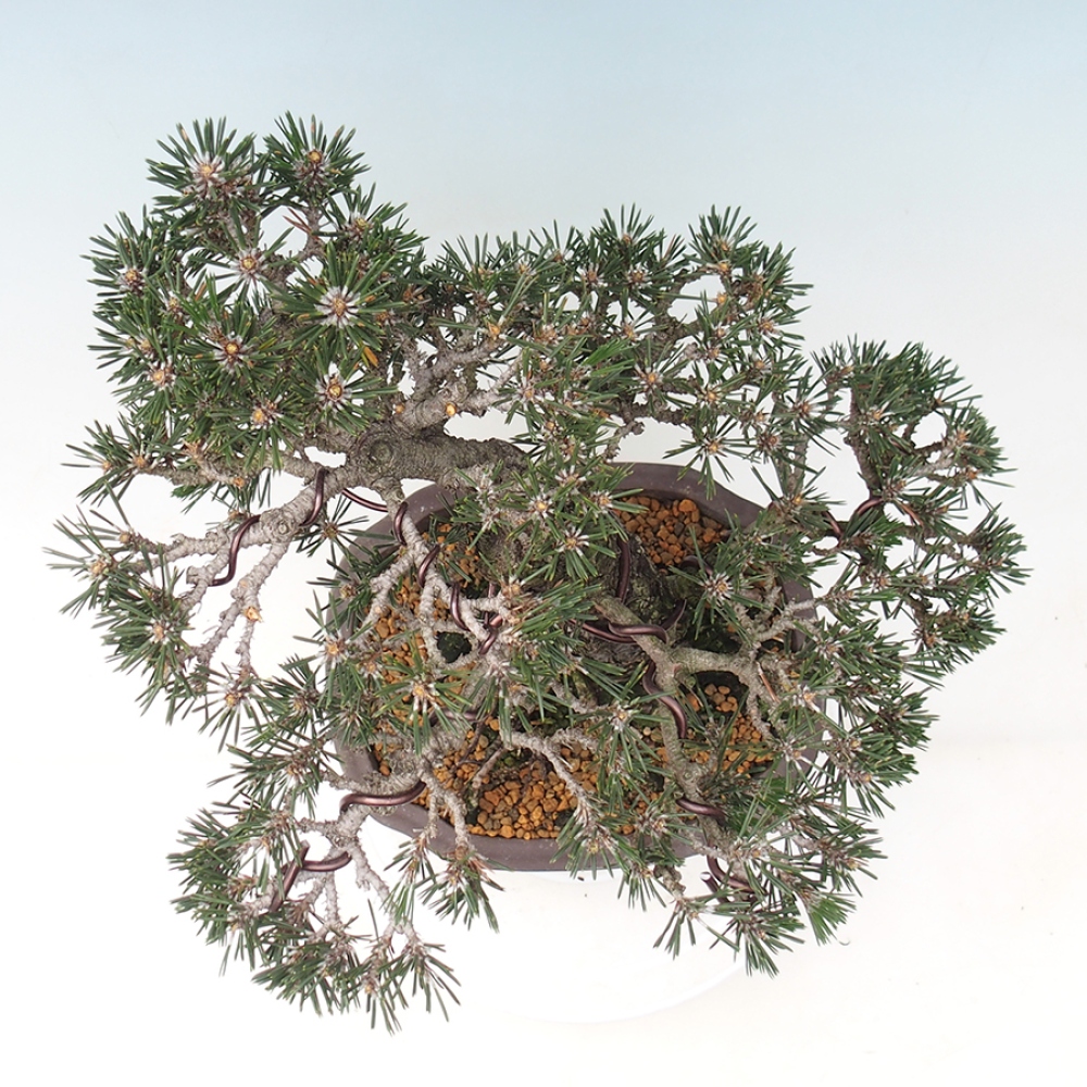 Venkovní bonsai - Pinus thunbergii Kotobuki - Borovice thunbergova