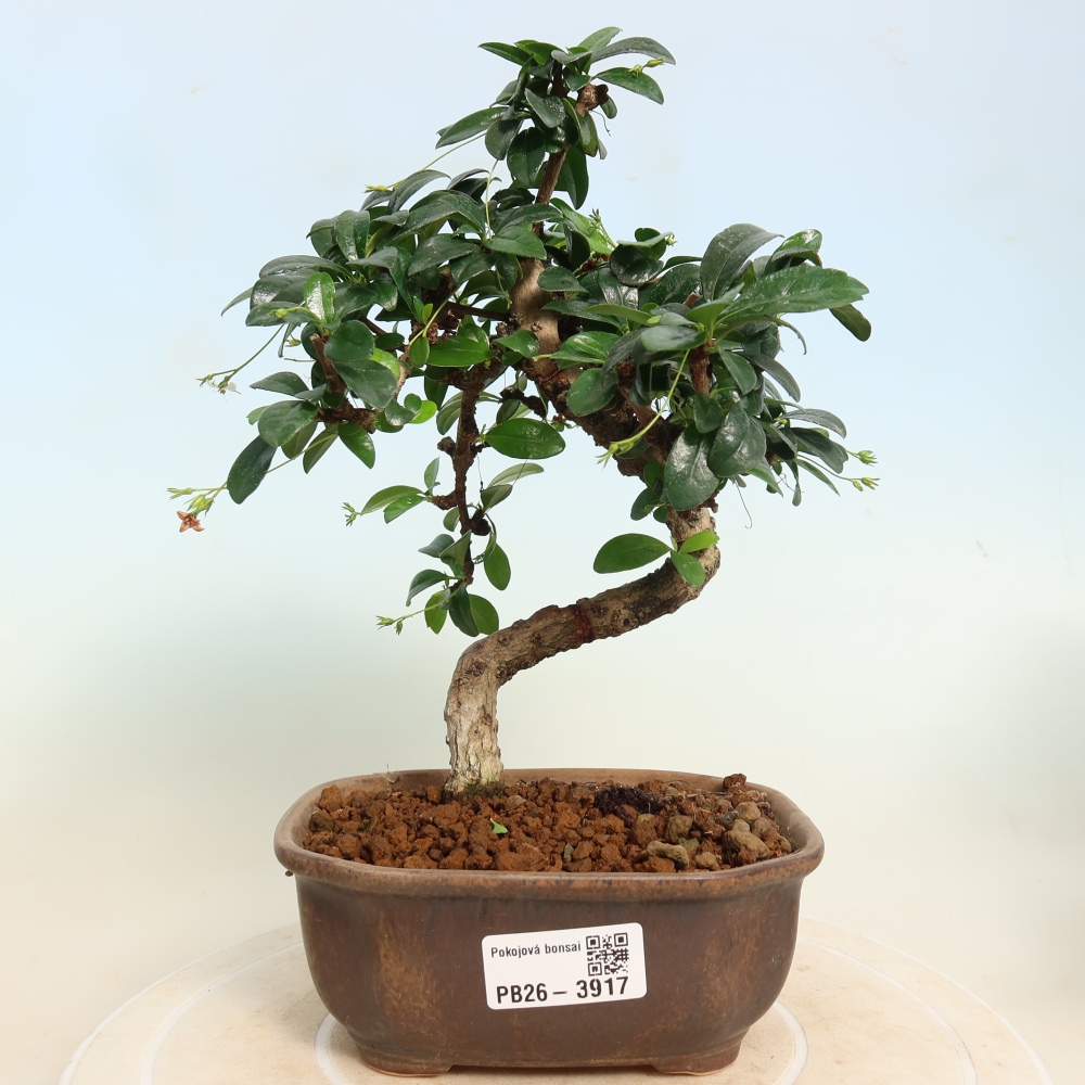 Pokojová bonsai - Carmona macrophylla - Čaj fuki