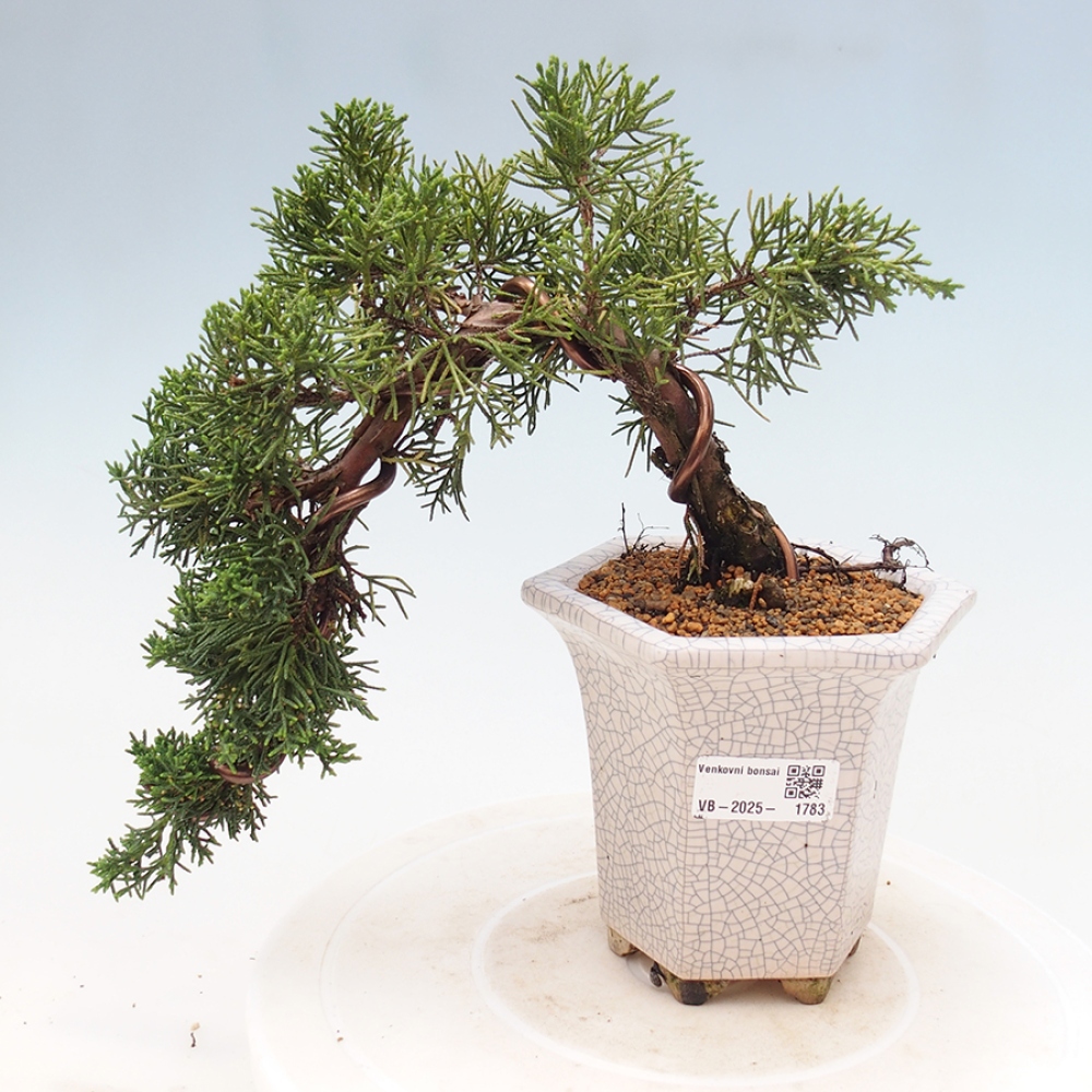 Venkovní bonsai - Juniperus chinensis Kishu -Jalovec čínský