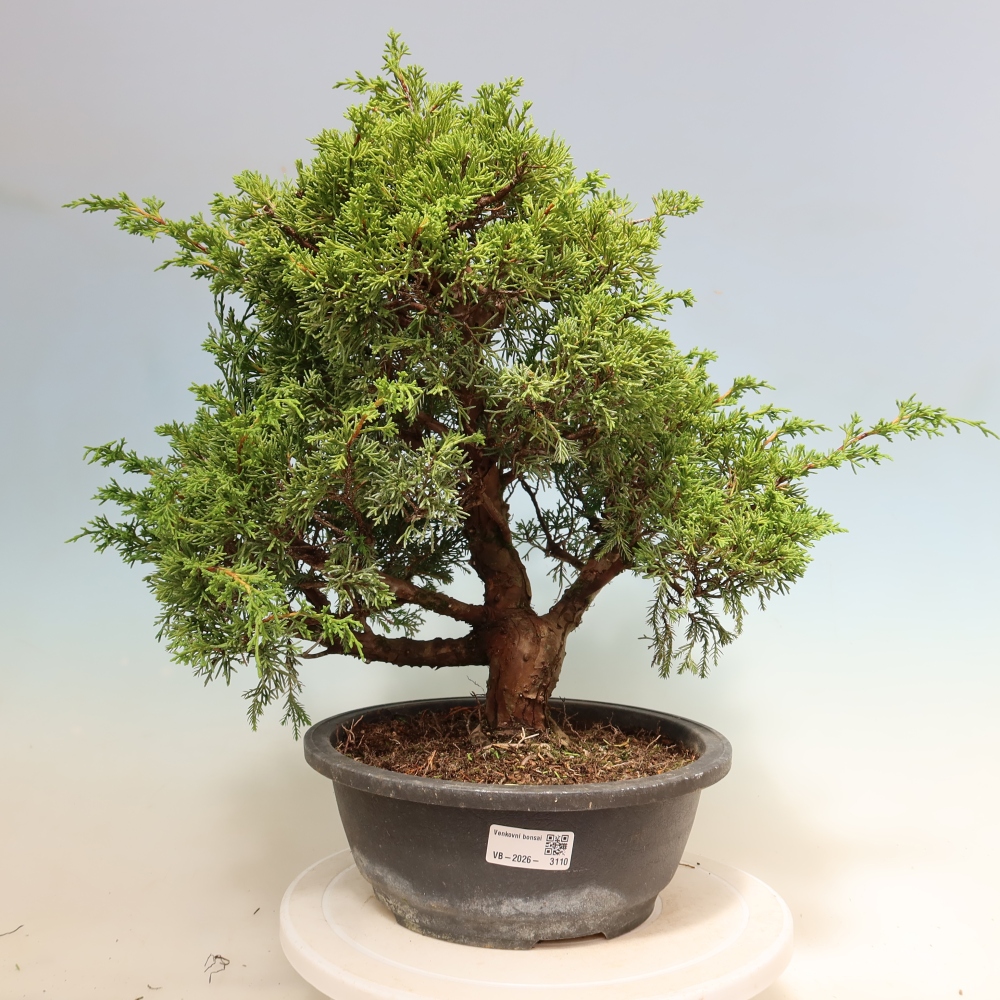 Venkovní bonsai - Juniperus chinensis Itoigawa-Jalovec čínský