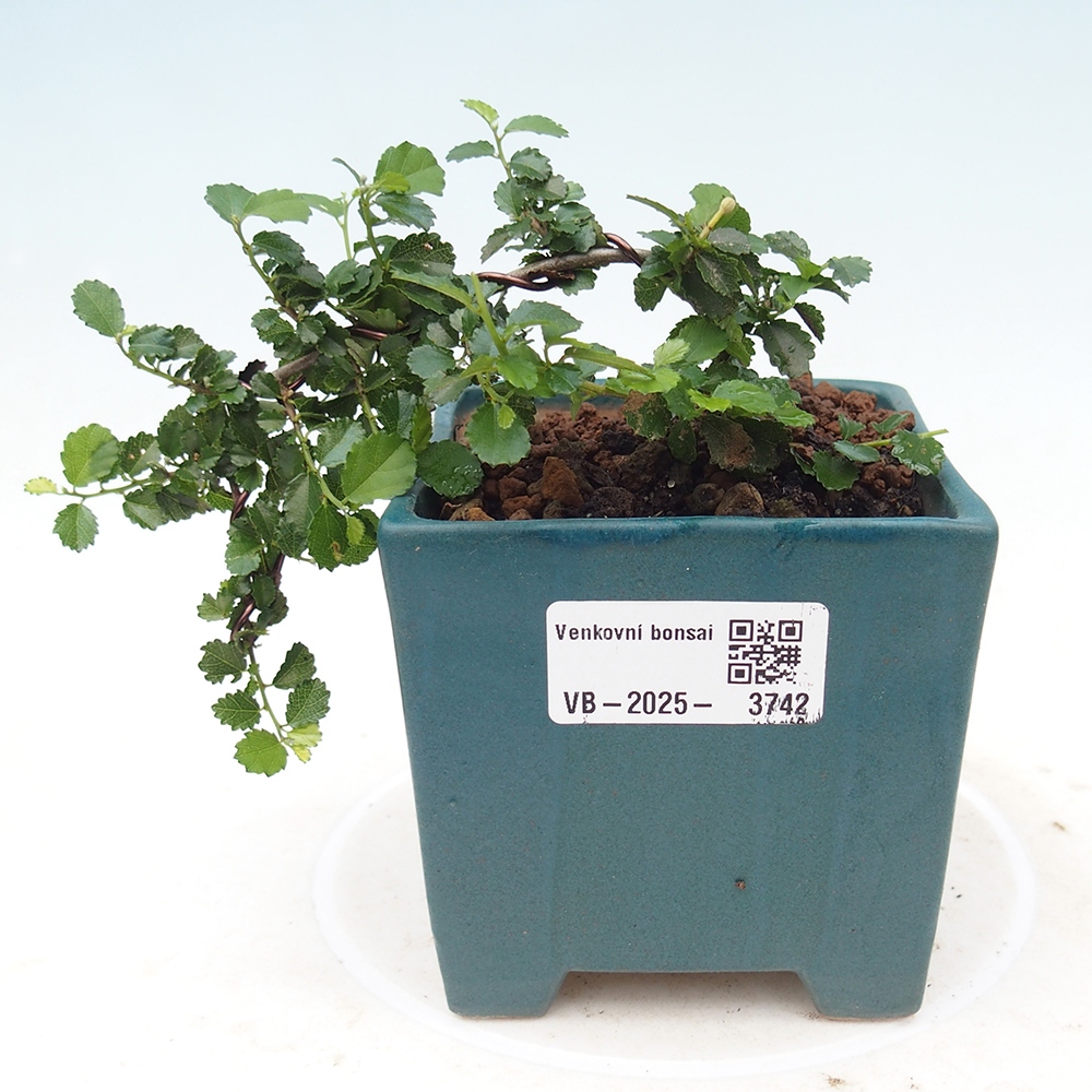 Pokojová bonsai - Grewia sp. - Grewie malolistá